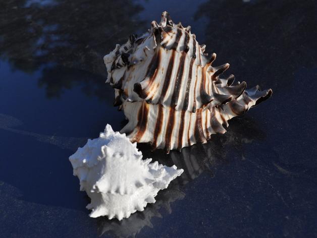Sea shell photogrammerty scan
