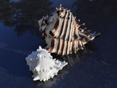 Sea shell photogrammerty scan