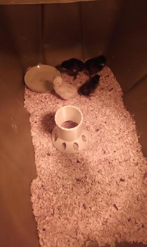 Chick feeder