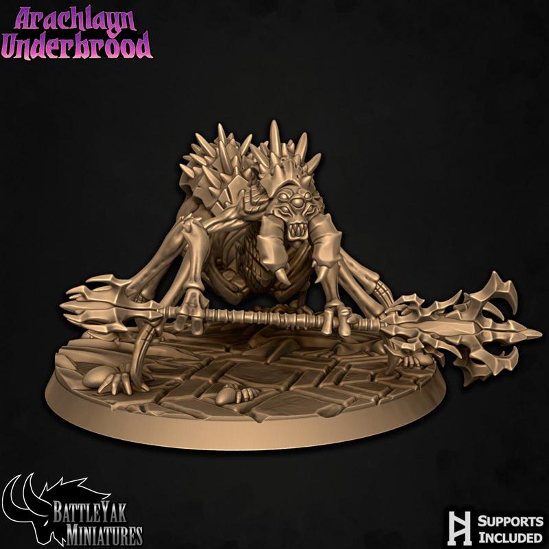 Arachlayn Truebreed D