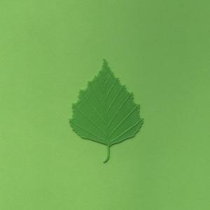 Birch tree leaf