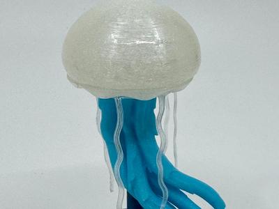 Jellyfish