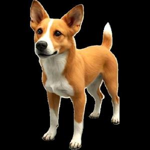 Dog Model Basenji