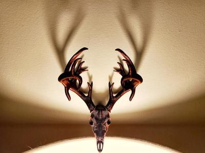 "Drop Tine" Deer Skull