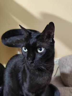 Litho Cat "Onyx"