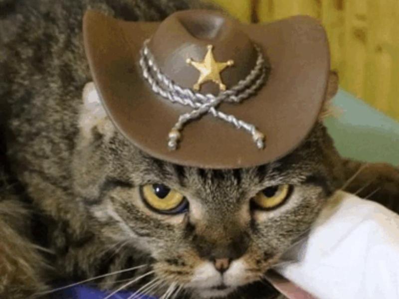 COWBOY HAT FOR CAT (NO SUPPORT)