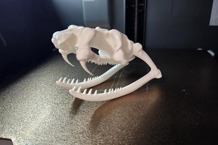 Snake Skull