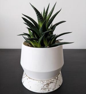 Simple Designer Planter and Tray