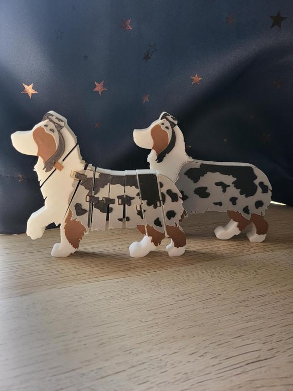 Flexi Australian Shepherd (multicolor)