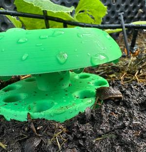 Schneckenfalle / Snail Trap
