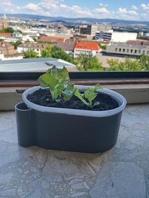 Self-Watering Insert for Ice Cream Container – 3D Printed Wicking Pot Adapter