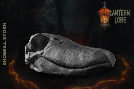 Shoebill Stork Skull (Pre Supported)