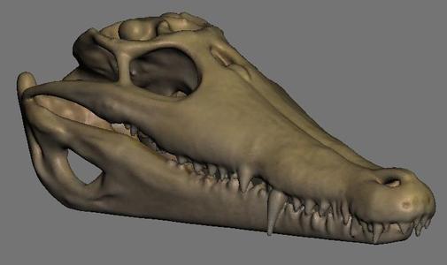 Reptile Skulls