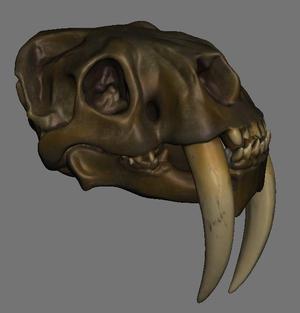 Feline Skulls