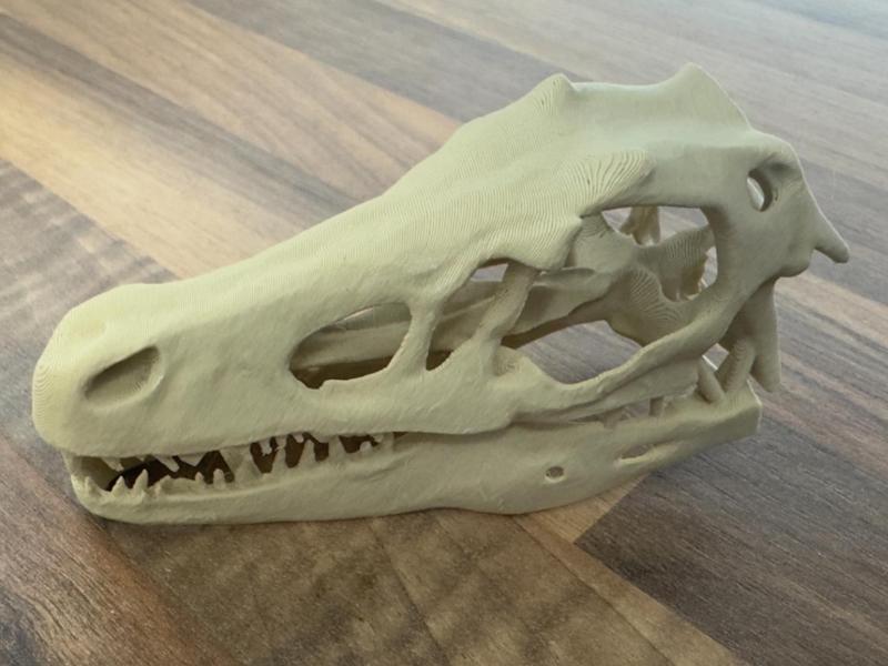Velociraptor skull