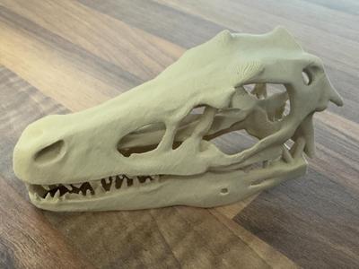 Velociraptor skull