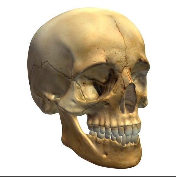 Skull Head