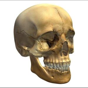 Skull Head