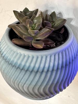 Swirl Succulent Wall Planter - For Office, Home, or any space