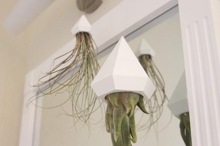 Air Plant Holder
