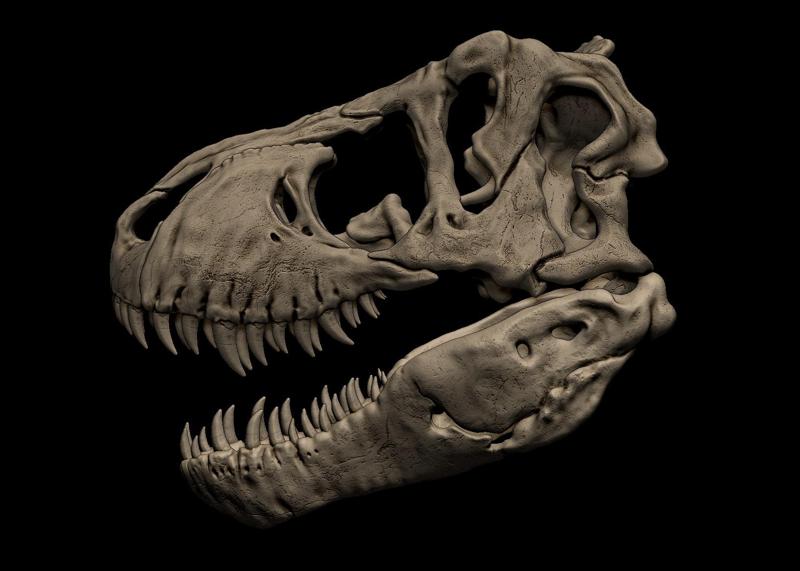 Tyrannosaurus Rex Skull 3D Print Model