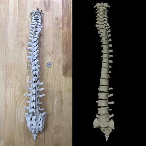 Human Vertebral Column   