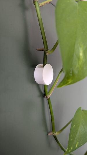 Wall Plant Clip