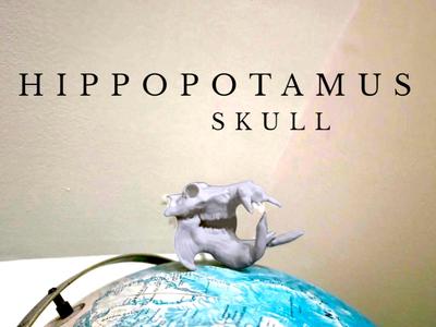 Hippopotamus Skull