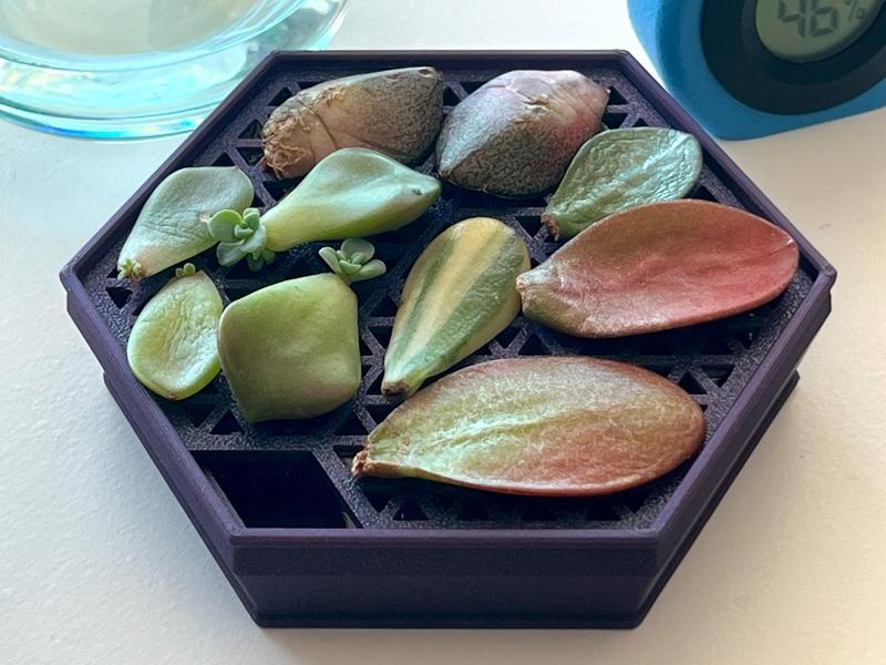 Medium Succulent Propagation Tray