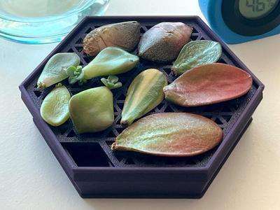 Medium Succulent Propagation Tray