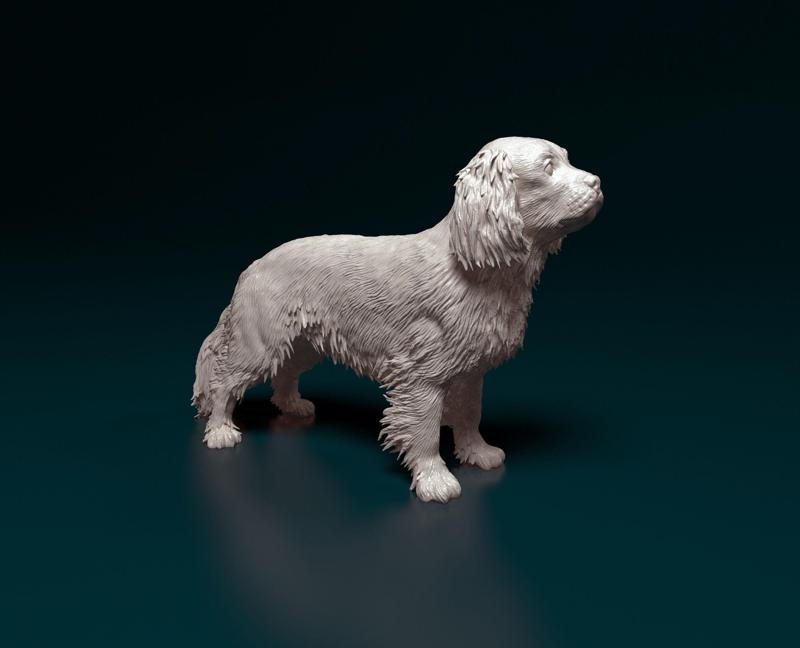 Cavalier King Charles Spaniel