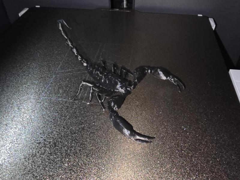 Elegant Scorpion