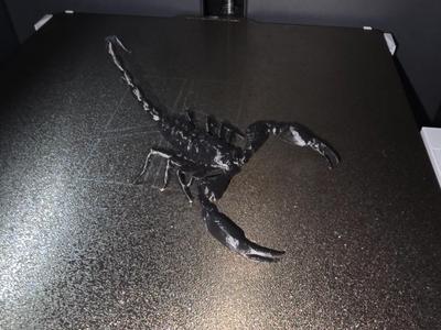 Elegant Scorpion