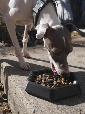 slow feed maze bowl for dogs/cats