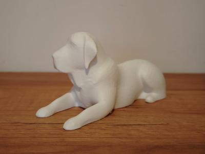 Labrador dog