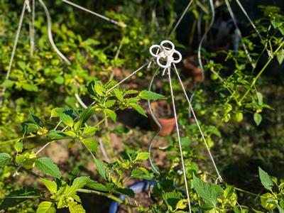 Cap for plant stakes