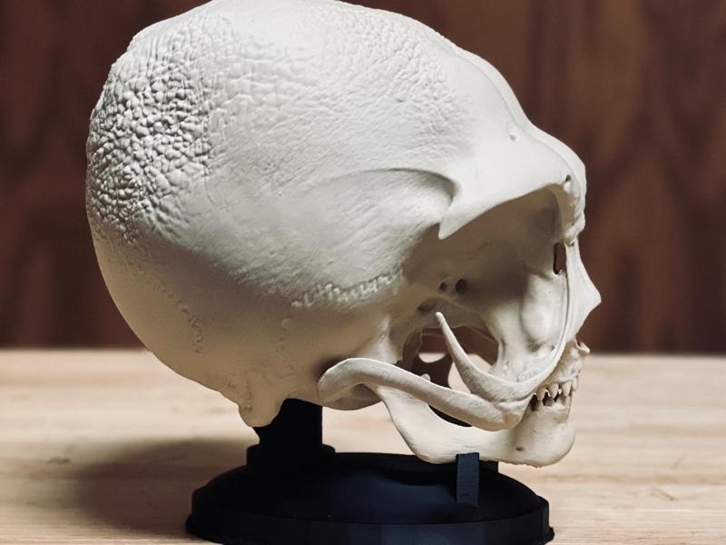 Hyperrealistic Alien Skull