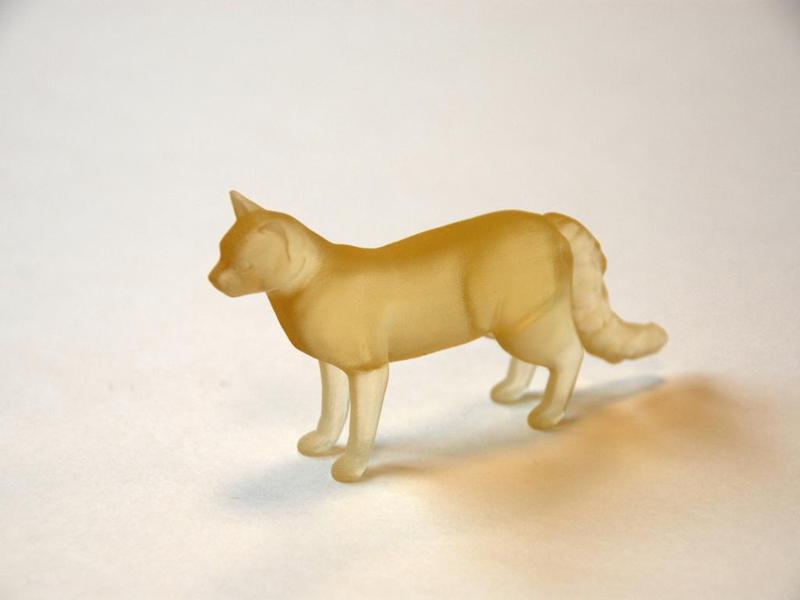 The cat