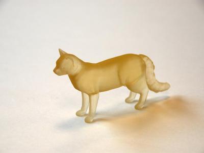 The cat