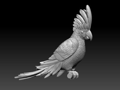 parrot  cacadu
