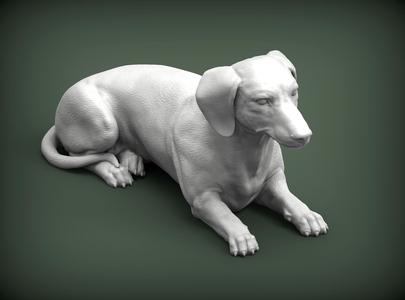 Dachshund