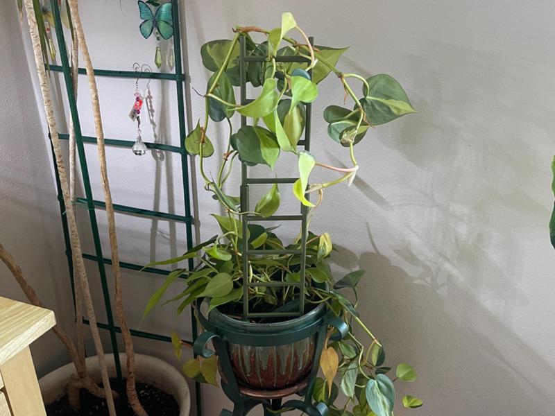 Ladder Trellis - Modular