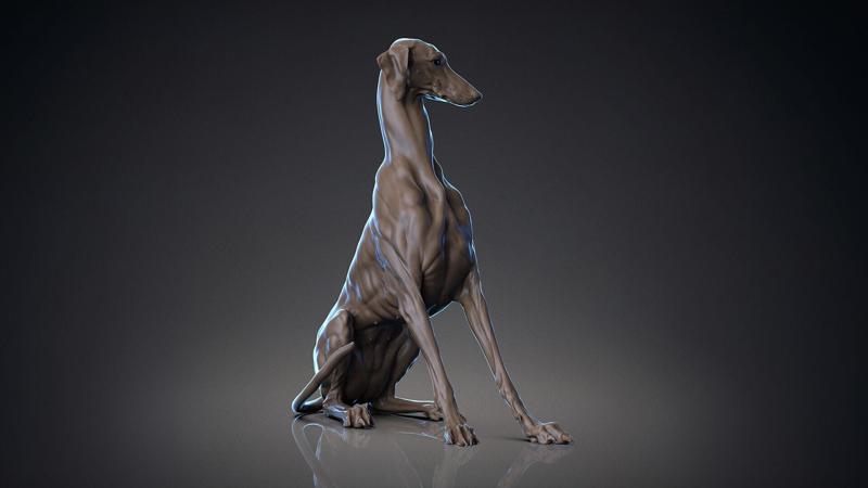 Dog Azawakh  -  3D Sculpting
