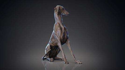 Dog Azawakh  -  3D Sculpting