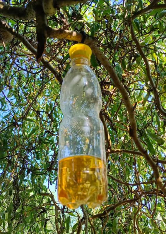 Wasp trap