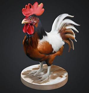 Cockerel animal
