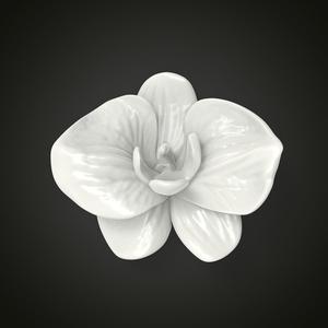 Orchid flower