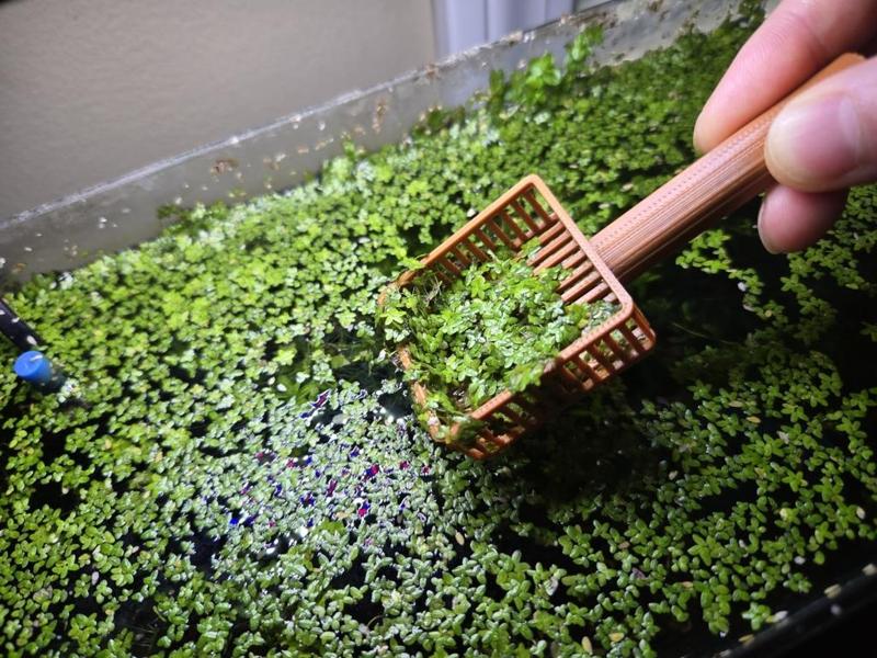 Duckweed Scoop