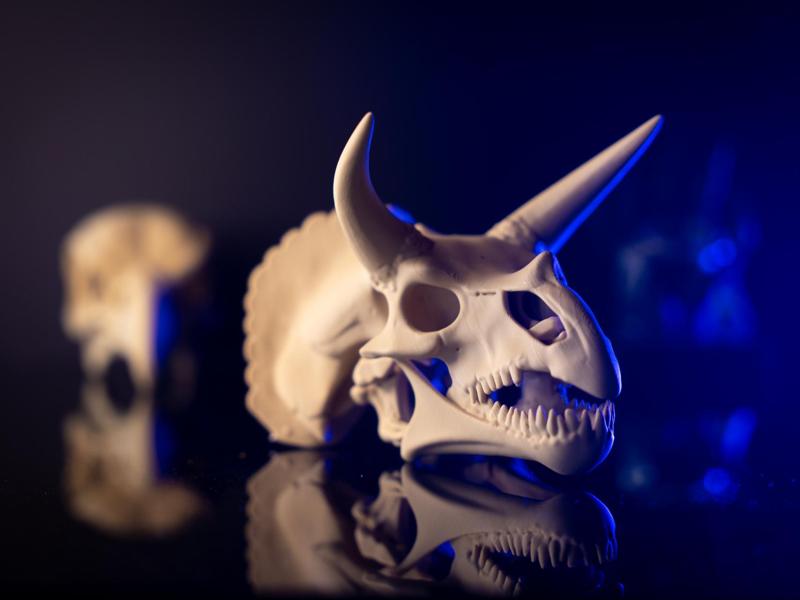 Triceratops Skull Fossil