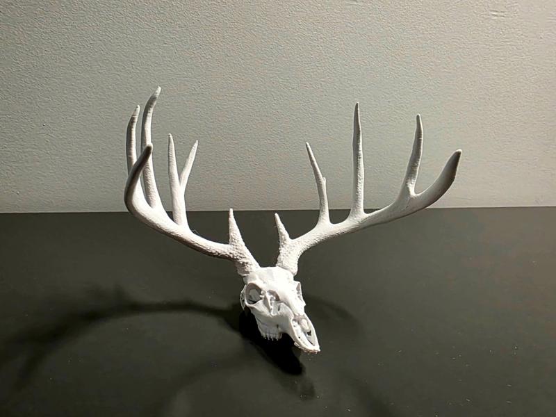 "Forked G2" Whitetail Deer Skull